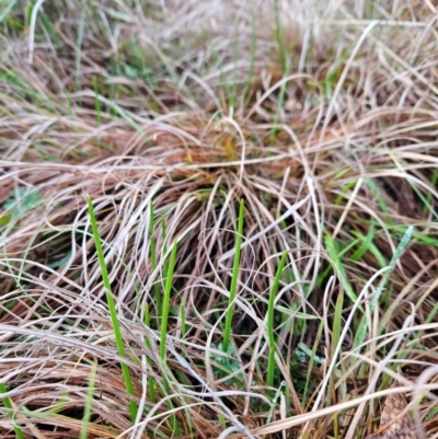 Microtis sp. (Onion Orchid) at Cooleman Ridge - 24 Jun 2024 by BethanyDunne