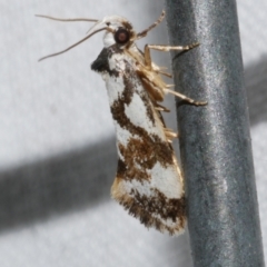 Machetis aphrobola (A Concealer moth (Barea Group)) at WendyM's farm at Freshwater Ck. - 22 Dec 2022 by WendyEM