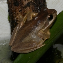 Litoria ewingii (Ewing's Tree Frog) at WendyM's farm at Freshwater Ck. - 18 Dec 2022 by WendyEM