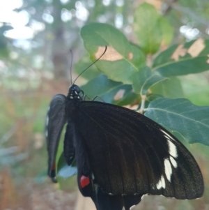 Papilio aegeus at QPRC LGA - 23 Feb 2024