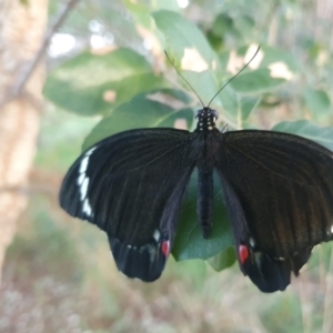 Papilio aegeus at QPRC LGA - 23 Feb 2024