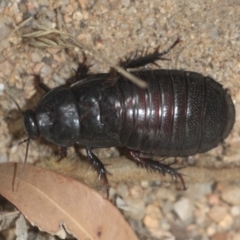 Panesthia australis (Common wood cockroach) at Currowan, NSW - 5 Feb 2024 by UserCqoIFqhZ