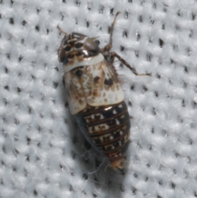 Unidentified Leafhopper or planthopper (Hemiptera, several families) at WendyM's farm at Freshwater Ck. - 22 Dec 2022 by WendyEM