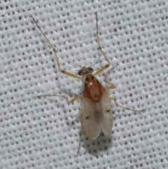 Procladius (genus) (A non-biting midge) at WendyM's farm at Freshwater Ck. - 21 Dec 2022 by WendyEM