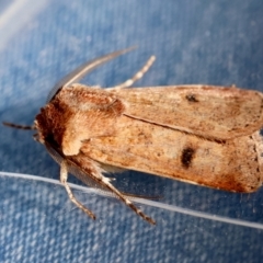 Agrotis porphyricollis (Variable Cutworm) at Red Hill to Yarralumla Creek - 24 Jun 2024 by LisaH