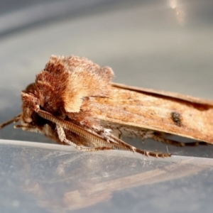 Agrotis porphyricollis at Red Hill to Yarralumla Creek - 24 Jun 2024 12:51 PM