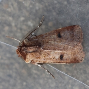 Agrotis porphyricollis at Red Hill to Yarralumla Creek - 24 Jun 2024 12:51 PM