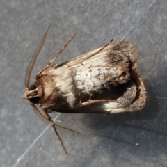 Agrotis porphyricollis at Red Hill to Yarralumla Creek - 24 Jun 2024 12:51 PM