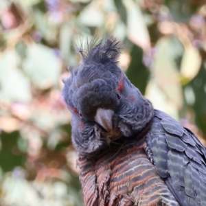 Callocephalon fimbriatum (identifiable birds) at Deakin, ACT - suppressed