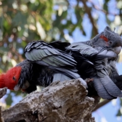 Callocephalon fimbriatum (identifiable birds) at Deakin, ACT - suppressed