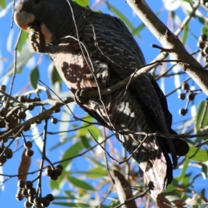 Callocephalon fimbriatum at Middle Arm, NSW - suppressed