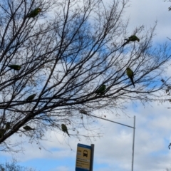 Polytelis swainsonii at Franklin, ACT - suppressed