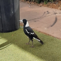 Gymnorhina tibicen (Australian Magpie) at Dalby, QLD - 25 Jun 2024 by MB