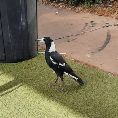 Gymnorhina tibicen (Australian Magpie) at Dalby, QLD - 25 Jun 2024 by MB