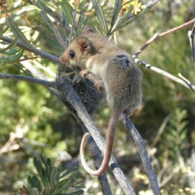 Cercartetus concinnus (Western pygmy-possum) at Waitpinga, SA - 2 Mar 2008 by michaelb