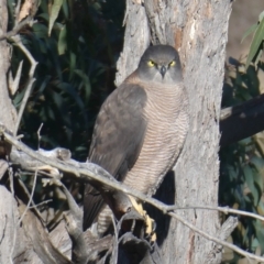 Tachyspiza cirrocephala (Collared Sparrowhawk) at Rugosa - 25 Jun 2024 by SenexRugosus