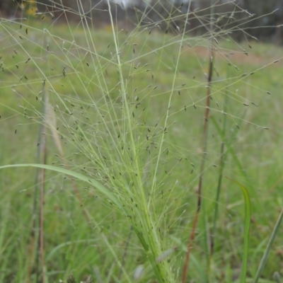 Eragrostis trachycarpa (Rough-grain Lovegrass) at Tuggeranong Hill - 7 Jan 2024 by MichaelBedingfield