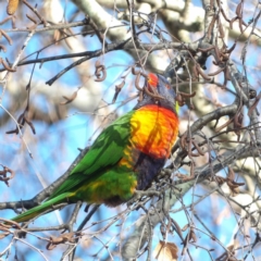 Trichoglossus moluccanus (Rainbow Lorikeet) at Kambah, ACT - 17 Jun 2024 by MatthewFrawley