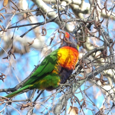 Trichoglossus moluccanus (Rainbow Lorikeet) at Kambah, ACT - 17 Jun 2024 by MatthewFrawley