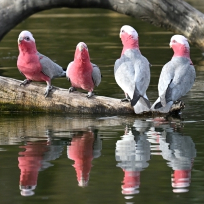 Eolophus roseicapilla (Galah) at Tidbinbilla Nature Reserve - 24 Jun 2024 by davidcunninghamwildlife