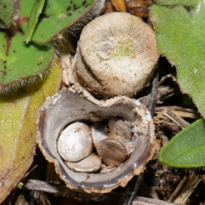 Cyathus sp. (A Bird's Nest Fungus) at National Arboretum Forests - 25 Jun 2024 by TimL