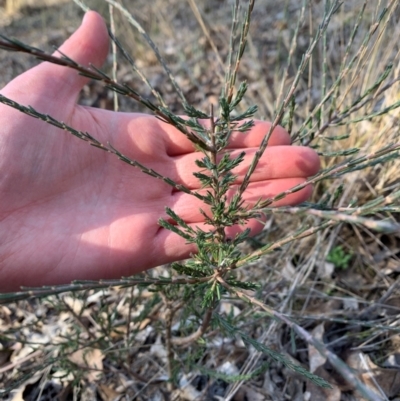 Dillwynia sp. at Ginninderry Conservation Corridor - 25 Jun 2024 by Eland