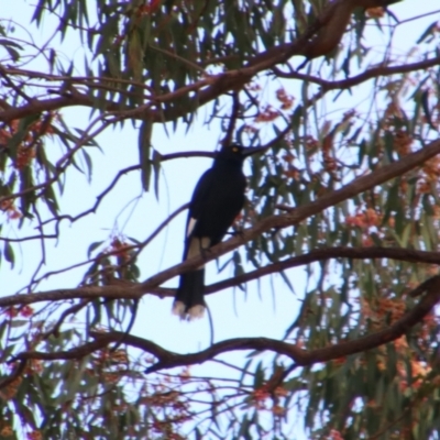 Strepera graculina (Pied Currawong) at Cecil Plains, QLD - 24 Jun 2024 by MB