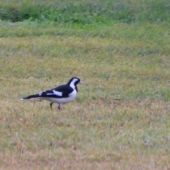 Grallina cyanoleuca (Magpie-lark) at Cecil Plains, QLD - 25 Jun 2024 by MB