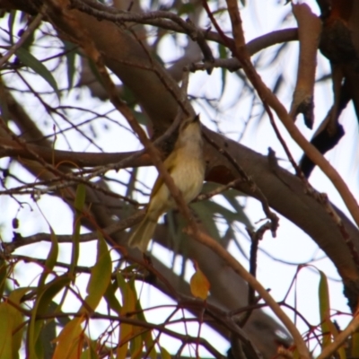 Lichmera indistincta (Brown Honeyeater) at Cecil Plains, QLD - 25 Jun 2024 by MB