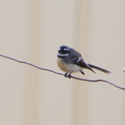 Rhipidura albiscapa (Grey Fantail) at Cecil Plains, QLD - 24 Jun 2024 by MB