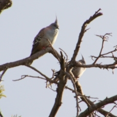 Ocyphaps lophotes (Crested Pigeon) at Cecil Plains, QLD - 24 Jun 2024 by MB