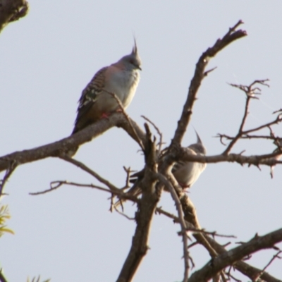 Ocyphaps lophotes (Crested Pigeon) at Cecil Plains, QLD - 25 Jun 2024 by MB