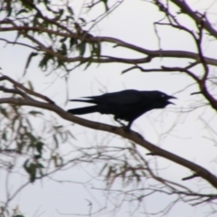 Corvus orru (Torresian Crow) at Cecil Plains, QLD - 25 Jun 2024 by MB