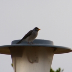 Manorina melanocephala (Noisy Miner) at Cecil Plains, QLD - 25 Jun 2024 by MB