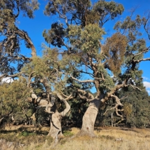 Eucalyptus bridgesiana at Taylor, ACT - 25 Jun 2024