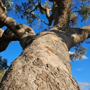 Eucalyptus bridgesiana at Taylor, ACT - 25 Jun 2024