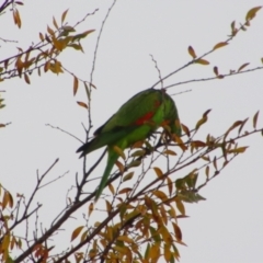 Aprosmictus erythropterus (Red-winged Parrot) at Cecil Plains, QLD - 25 Jun 2024 by MB