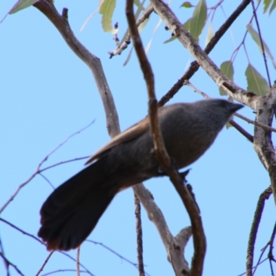 Struthidea cinerea (Apostlebird) at Kingaroy, QLD - 25 Jun 2024 by MB