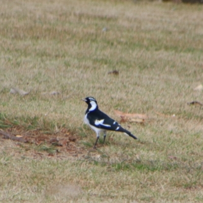 Grallina cyanoleuca (Magpie-lark) at Kingaroy, QLD - 25 Jun 2024 by MB