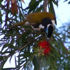 Entomyzon cyanotis (Blue-faced Honeyeater) at Kingaroy, QLD - 25 Jun 2024 by MB