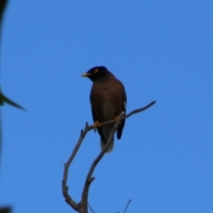 Acridotheres tristis (Common Myna) at Kingaroy, QLD - 25 Jun 2024 by MB