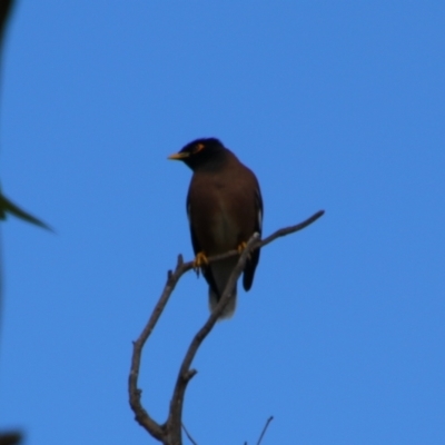 Acridotheres tristis (Common Myna) at Kingaroy, QLD - 25 Jun 2024 by MB