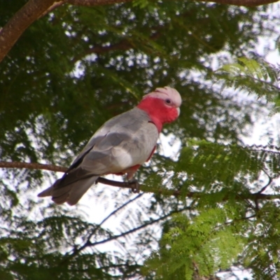 Eolophus roseicapilla (Galah) at Kingaroy, QLD - 25 Jun 2024 by MB