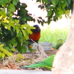 Trichoglossus moluccanus (Rainbow Lorikeet) at Kingaroy, QLD - 25 Jun 2024 by MB