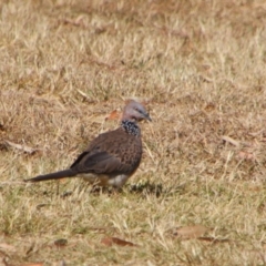 Spilopelia chinensis (Spotted Dove) at Kingaroy, QLD - 25 Jun 2024 by MB