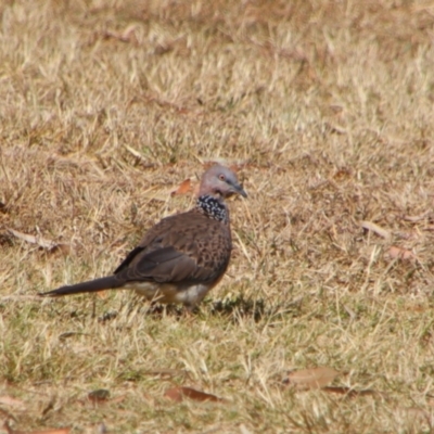 Spilopelia chinensis (Spotted Dove) at Kingaroy, QLD - 25 Jun 2024 by MB