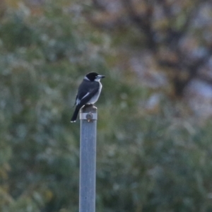 Cracticus torquatus at Gordon, ACT - 25 Jun 2024 01:50 PM