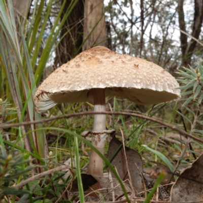 Macrolepiota clelandii (Macrolepiota clelandii) at Cowra, NSW - 24 Jun 2024 by RobG1