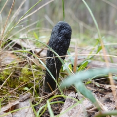 Drechmeria gunnii (Dark Vegetable Caterpillar) at Cowra, NSW - 24 Jun 2024 by RobG1