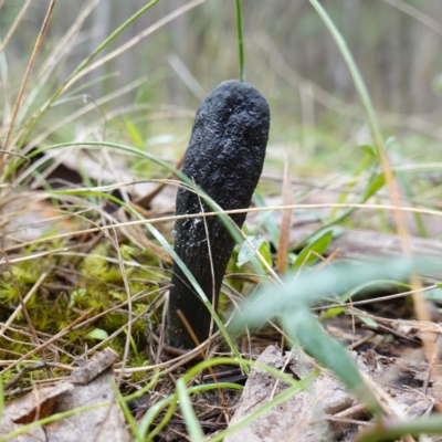 Drechmeria gunnii (Dark Vegetable Caterpillar) at Cowra, NSW - 24 Jun 2024 by RobG1